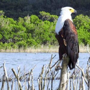 Birding to 4th lake with the boat